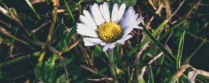 Preview wallpaper chamomile, grass, petals