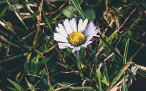 Preview wallpaper chamomile, grass, petals