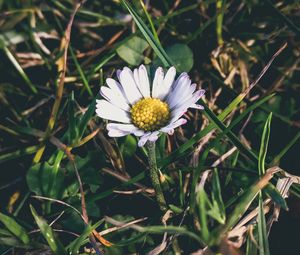 Preview wallpaper chamomile, grass, petals