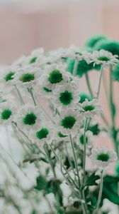 Preview wallpaper chamomile, green, white, flowers