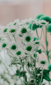 Preview wallpaper chamomile, green, white, flowers