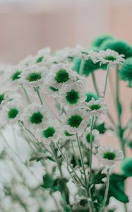 Preview wallpaper chamomile, green, white, flowers