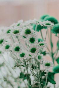 Preview wallpaper chamomile, green, white, flowers