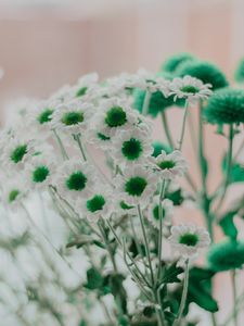 Preview wallpaper chamomile, green, white, flowers