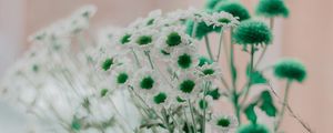 Preview wallpaper chamomile, green, white, flowers