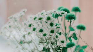 Preview wallpaper chamomile, green, white, flowers