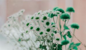 Preview wallpaper chamomile, green, white, flowers