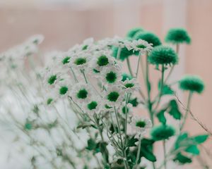 Preview wallpaper chamomile, green, white, flowers