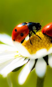 Preview wallpaper chamomile, ladybug, crawling, insect