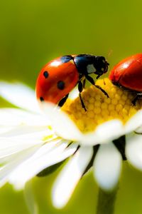 Preview wallpaper chamomile, ladybug, crawling, insect