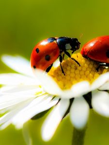 Preview wallpaper chamomile, ladybug, crawling, insect