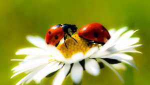 Preview wallpaper chamomile, ladybug, crawling, insect