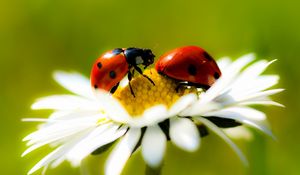 Preview wallpaper chamomile, ladybug, crawling, insect