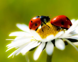 Preview wallpaper chamomile, ladybug, crawling, insect