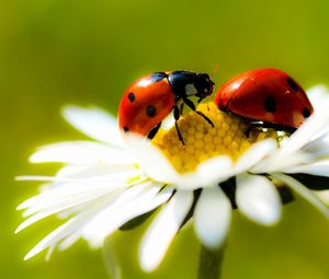 Preview wallpaper chamomile, ladybug, crawling, insect