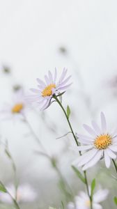 Preview wallpaper chamomile, leaves, macro, petals, white
