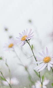Preview wallpaper chamomile, leaves, macro, petals, white