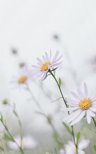 Preview wallpaper chamomile, leaves, macro, petals, white