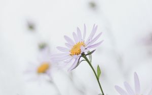 Preview wallpaper chamomile, leaves, macro, petals, white