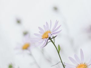 Preview wallpaper chamomile, leaves, macro, petals, white