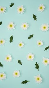 Preview wallpaper chamomile, leaves, minimalism, pastel