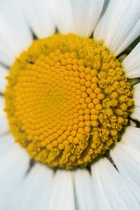 Preview wallpaper chamomile, macro, flower, pollen, yellow