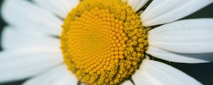 Preview wallpaper chamomile, macro, flower, pollen, yellow