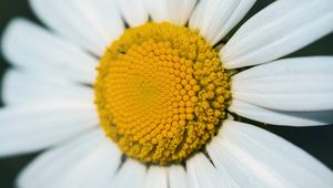 Preview wallpaper chamomile, macro, flower, pollen, yellow