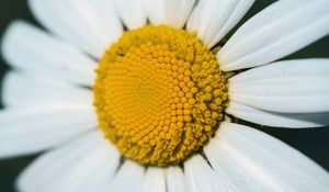 Preview wallpaper chamomile, macro, flower, pollen, yellow