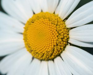 Preview wallpaper chamomile, macro, flower, pollen, yellow