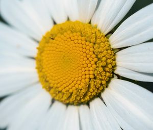 Preview wallpaper chamomile, macro, flower, pollen, yellow