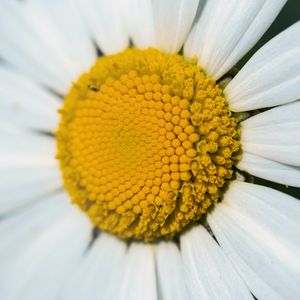 Preview wallpaper chamomile, macro, flower, pollen, yellow