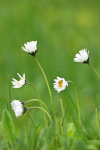 Preview wallpaper chamomile, macro, flowers, field, grass