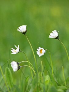 Preview wallpaper chamomile, macro, flowers, field, grass