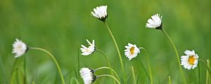 Preview wallpaper chamomile, macro, flowers, field, grass