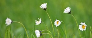 Preview wallpaper chamomile, macro, flowers, field, grass
