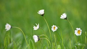 Preview wallpaper chamomile, macro, flowers, field, grass