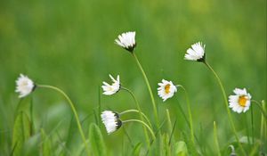 Preview wallpaper chamomile, macro, flowers, field, grass