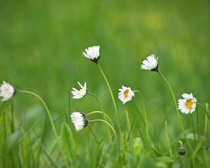 Preview wallpaper chamomile, macro, flowers, field, grass