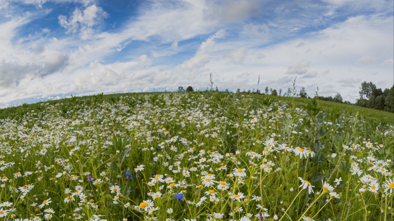 Wallpaper chamomile, meadow flowers, field, fisheye, effect