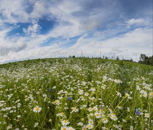 Preview wallpaper chamomile, meadow flowers, field, fisheye, effect