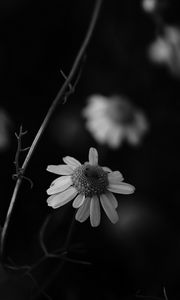 Preview wallpaper chamomile, petal, black and white, blur