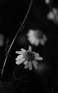 Preview wallpaper chamomile, petal, black and white, blur