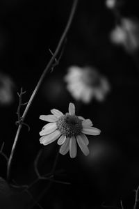 Preview wallpaper chamomile, petal, black and white, blur