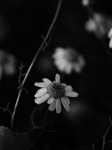 Preview wallpaper chamomile, petal, black and white, blur