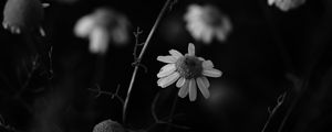 Preview wallpaper chamomile, petal, black and white, blur