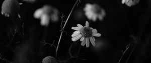 Preview wallpaper chamomile, petal, black and white, blur