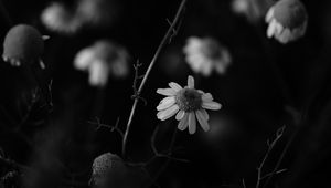 Preview wallpaper chamomile, petal, black and white, blur