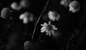 Preview wallpaper chamomile, petal, black and white, blur