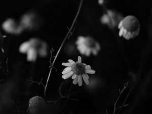 Preview wallpaper chamomile, petal, black and white, blur